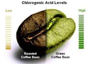 Chlorogenic acid can be called a health artifact